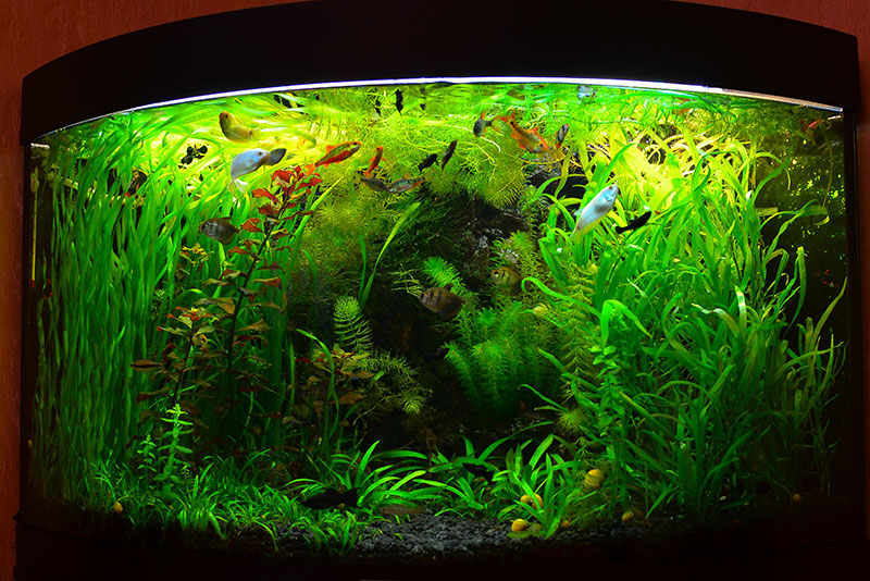 レンタルなので安心